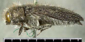 Media type: image;   Entomology 24422 Aspect: habitus lateral view